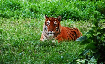 Bengal tiger, Bangladesh